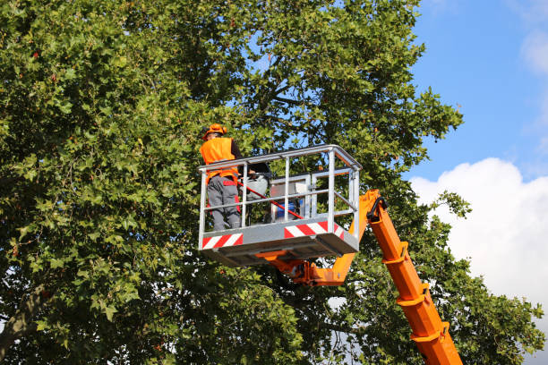 Best Emergency Tree Removal  in Glenville, WV