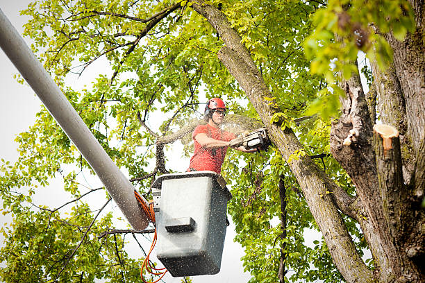 Why Choose Our Tree Removal Services in Glenville, WV?